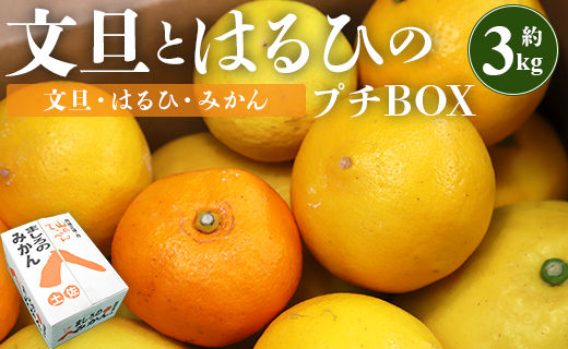 【先行予約】文旦とはるひのプチBOX 合計約3kg - フルーツ 果物 くだもの ぶんたん ブンタン ぼんたん ザボン 柑橘 蜜柑 ミカン お試し 数量限定 期間限定 季節限定 送料無料 間城農園 高知県 香南市 常温 ms-0036