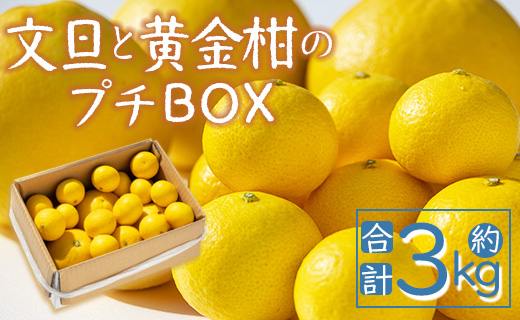 【先行予約】文旦と黄金柑のプチBOX 合計約3kg - ぶんたん ブンタン 果物 くだもの フルーツ 柑橘 みかん 詰め合わせ セット 食べ比べ お試し お楽しみ 間城農園 高知県 香南市 常温 ms-0041