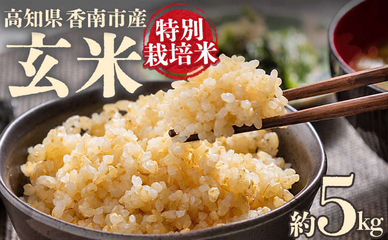 令和8年度産 玄米(特別栽培米)5kg - コシヒカリ こしひかり お米 こめ ご飯 穀物 お取り寄せ キロ ふっくら 冷めても美味しい 甘み お弁当 精米 国産 産地直送 こなつファーム 高知県 香南市 常温 ka-0001