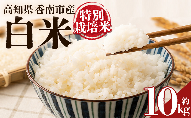 令和８年度産 白米（特別栽培米）10kg - コシヒカリ こしひかり お米 こめ ご飯 穀物 お取り寄せ キロ ふっくら 冷めても美味しい 甘み お弁当 精米 国産 産地直送 こなつファーム 高知県 香南市 常温 ka-0003