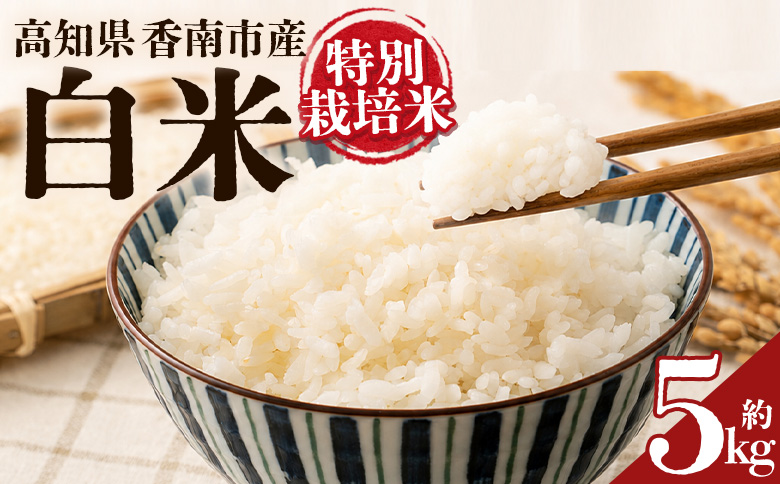 令和8年度産 白米(特別栽培米)5kg - コシヒカリ こしひかり お米 こめ ご飯 穀物 お取り寄せ キロ ふっくら 冷めても美味しい 甘み お弁当 精米 国産 産地直送 こなつファーム 高知県 香南市 常温 ka-0002