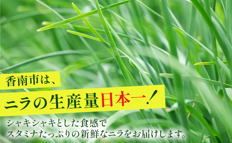 ニラ 生産量日本一 香南市産のニラ 1kg（100g×10束）- にら 韮 生 野菜 やさい 香味野菜 葉物 新鮮 料理 アレンジ 炒めもの 炒め物 煮物 鍋 なべ もつ鍋 産地直送 国産 公文農園 高知県 kk-0001