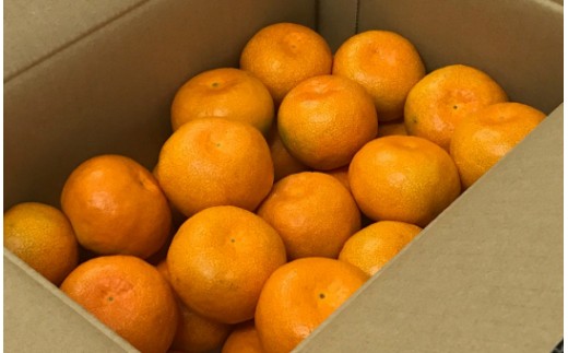 山のてっぺん間城農園のみかん3kg - みかん フルーツ 柑橘 期間限定 ms-0045