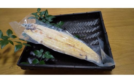 吉川水産 高知県産うなぎの白焼き 特大サイズ（180～210ｇ）×１尾　B-353