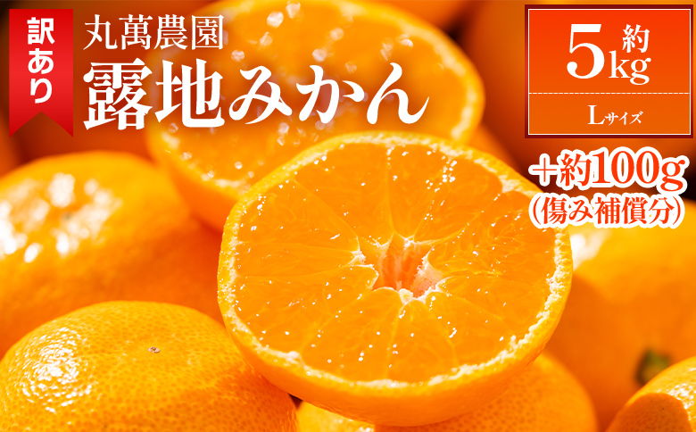 【2026年出荷分】露地みかん(Lサイズ) 5kg 家庭用 丸萬農園- 果物 くだもの フルーツ 果実 柑橘 かんきつ 蜜柑 みかん ミカン 果汁 期間限定 訳アリ 家庭用 自宅用 キズ 傷 丸萬農園 高知県 香南市 mn-0015