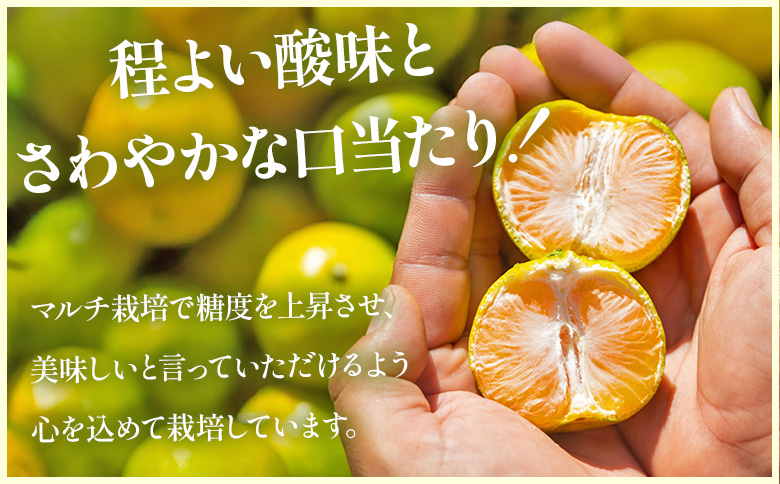 ã2026幎åºè·åãã°ãªãŒã³ã¿ãã(2SïœMãµã€ãº) 5kg å®¶åºçš - èš³ãã èš³ã¢ãªå ãã«ã³ ææ© çœãã é
žå³ çé
žã£ã±ã èæ ã㺠ãå®¶åºçš ãèªå®
çš ãã ãã® ãã«ãŒã æç© æå® äžžè¬èŸ²å é«ç¥ç éŠååžåžžæž© mn-0016