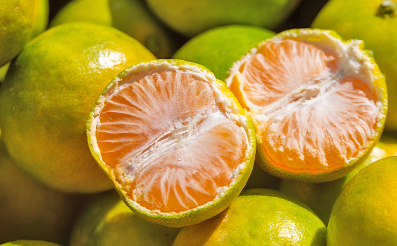 ã2026幎åºè·åãã°ãªãŒã³ã¿ãã(2SïœMãµã€ãº) 5kg å®¶åºçš - èš³ãã èš³ã¢ãªå ãã«ã³ ææ© çœãã é
žå³ çé
žã£ã±ã èæ ã㺠ãå®¶åºçš ãèªå®
çš ãã ãã® ãã«ãŒã æç© æå® äžžè¬èŸ²å é«ç¥ç éŠååžåžžæž© mn-0016