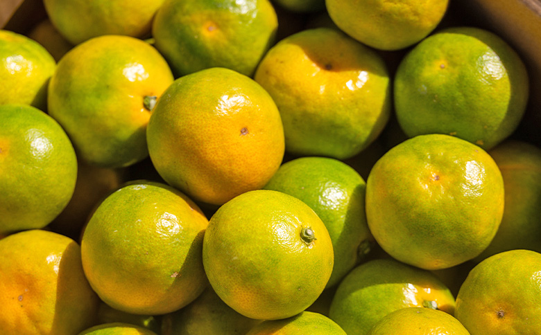 ã2026幎åºè·åãã°ãªãŒã³ã¿ãã(2SïœMãµã€ãº) 5kg å®¶åºçš - èš³ãã èš³ã¢ãªå ãã«ã³ ææ© çœãã é
žå³ çé
žã£ã±ã èæ ã㺠ãå®¶åºçš ãèªå®
çš ãã ãã® ãã«ãŒã æç© æå® äžžè¬èŸ²å é«ç¥ç éŠååžåžžæž© mn-0016