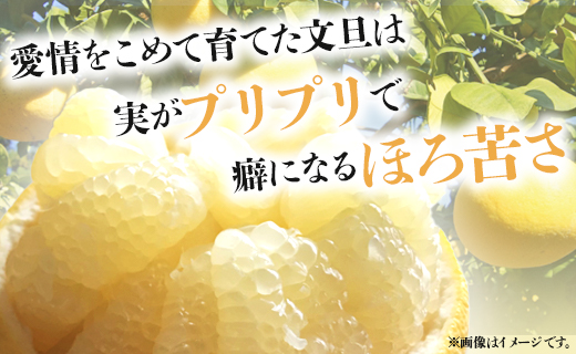 【先行予約】訳あり 土佐文旦 約10kg (家庭用 2L〜4Lサイズ) - 期間限定 送料無料 果物 フルーツ 柑橘 高知県産 ぶんたん ブンタン ざぼん ザボン 季節限定 デザート 傷 お取り寄せ 産地直送 特産品 間城農園 高知県 香南市 常温 ms-0053