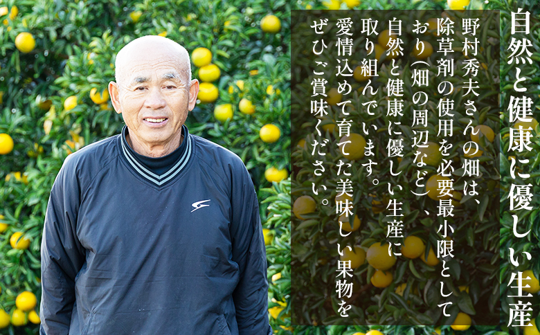 文旦 10kg 家庭用 混合（L〜2Lサイズ） 文旦 高知 訳あり - 国産 文旦 高知 訳あり キズ 不揃い ぶんたん ブンタン わけあり 5キロ 果物 柑橘 フルーツ 特産品 香南市 高知県 常温 nm-0002