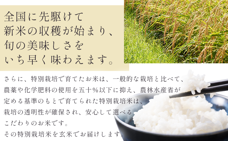 ã7æ¥çšåºŠã§çºéãç¹å¥æ œå¹ç±³ ã³ã·ãã«ãª çç±³ 30kg - åœç£ ç±³ ãç±³ ããã ããã²ãã çç±³ ãã¯ã ãã«ãã ãããã³ ã飯 æçé
é ã¹ããŒãçºé æ©ã æ©ãå±ã 蟲æ¥å
¬ç€Ÿ é«ç¥ç éŠååž åžžæž© nu-0009