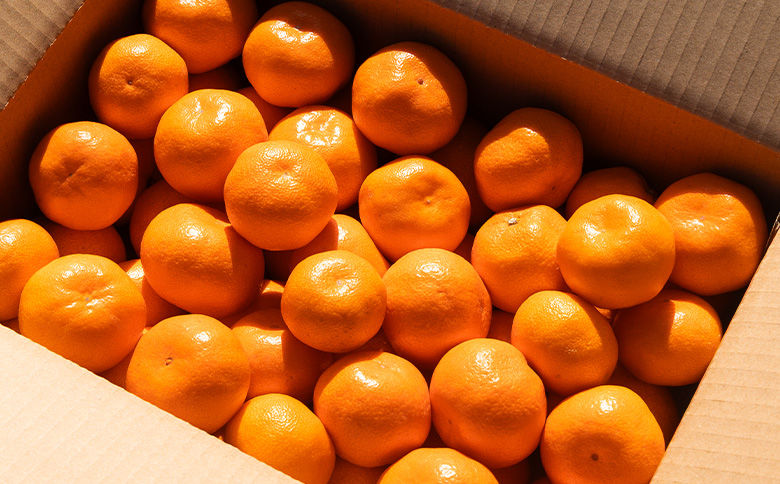 【2026年10月下旬発送】露地みかん(2S～Mサイズ) 10kg 贈答用 （傷み補償分 ＋約100g）- ミカン 蜜柑 柑橘 甘い あまい 果実 青果 贈物 贈り物 プレゼント ギフト 御礼 おれい 高知県 香南市 常温 om-0006