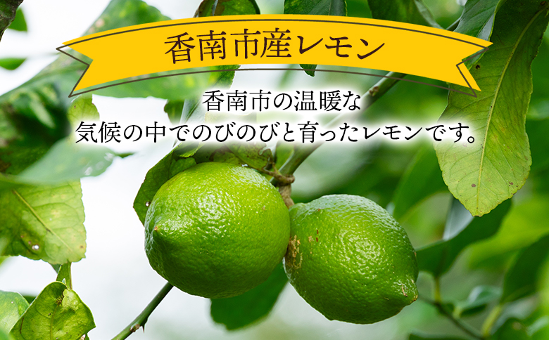 レモン 2kg - 香南市産 国産 檸檬 れもん 果物 くだもの フルーツ 野菜 柑橘 果汁 料理 アレンジ はちみつレモンパウンドケーキ 高知県 香南市 常温 冷蔵 sj-0003