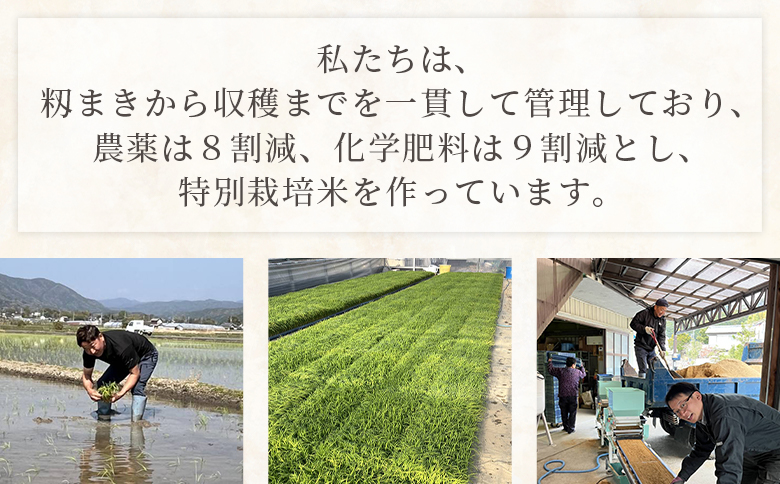 【令和8年8月下旬発送】新米 令和8年産 特別栽培米 ミルキークイーン 5kg 高知県香南市産 sr-0002