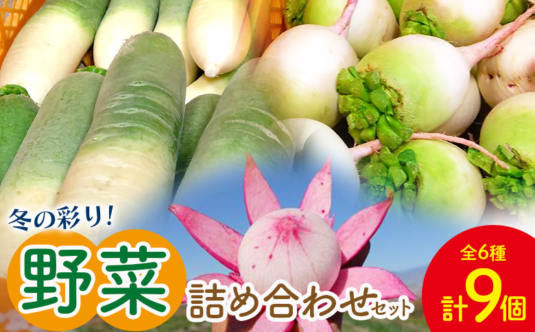 定番 冬の彩り野菜セット(白菜、カブ、 大根) - やさい 新鮮 カブ 詰合せ 浅漬け 朝採れ 簡単料理 常備野菜 時短 使いやすい 無農薬 産地直送 旬彩ファームやまさき 高知県 香南市 sy-0009