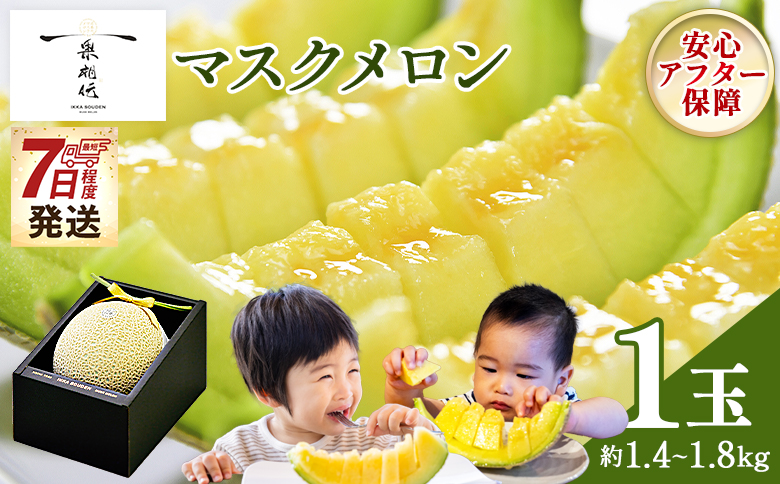 【7日程度で発送】一果相伝マスクメロン 1玉入り - 最短配送 送料無料 めろん 青肉 果物 くだもの フルーツ 贈答用 贈答品 贈り物 ギフト 産地直送 篤農 高知県 香南市 常温 tn-0064