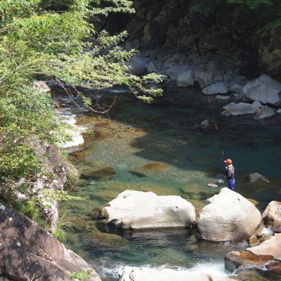 107002 奈半利川の友釣り天然アユ（冷凍） ９尾 利き鮎グランプリ受賞 釣り 鮎 あゆ 奈半利川 アウトドア 清流めぐり利き鮎会 SPグランプリ受賞 /高知県 奈半利町