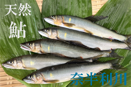 107002 奈半利川の友釣り天然アユ（冷凍） ９尾 利き鮎グランプリ受賞 釣り 鮎 あゆ 奈半利川 アウトドア 清流めぐり利き鮎会 SPグランプリ受賞 /高知県 奈半利町