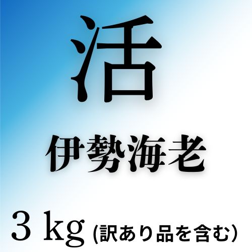 活　伊勢海老（3kg）訳あり品を含む