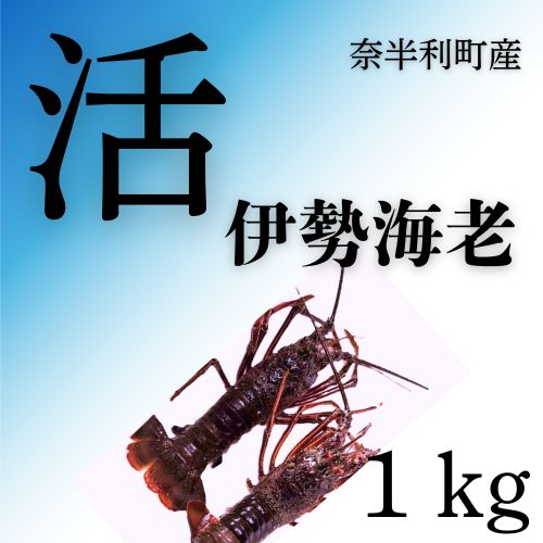 活　伊勢海老（1kg）