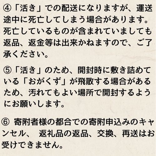 活　伊勢海老（1kg）