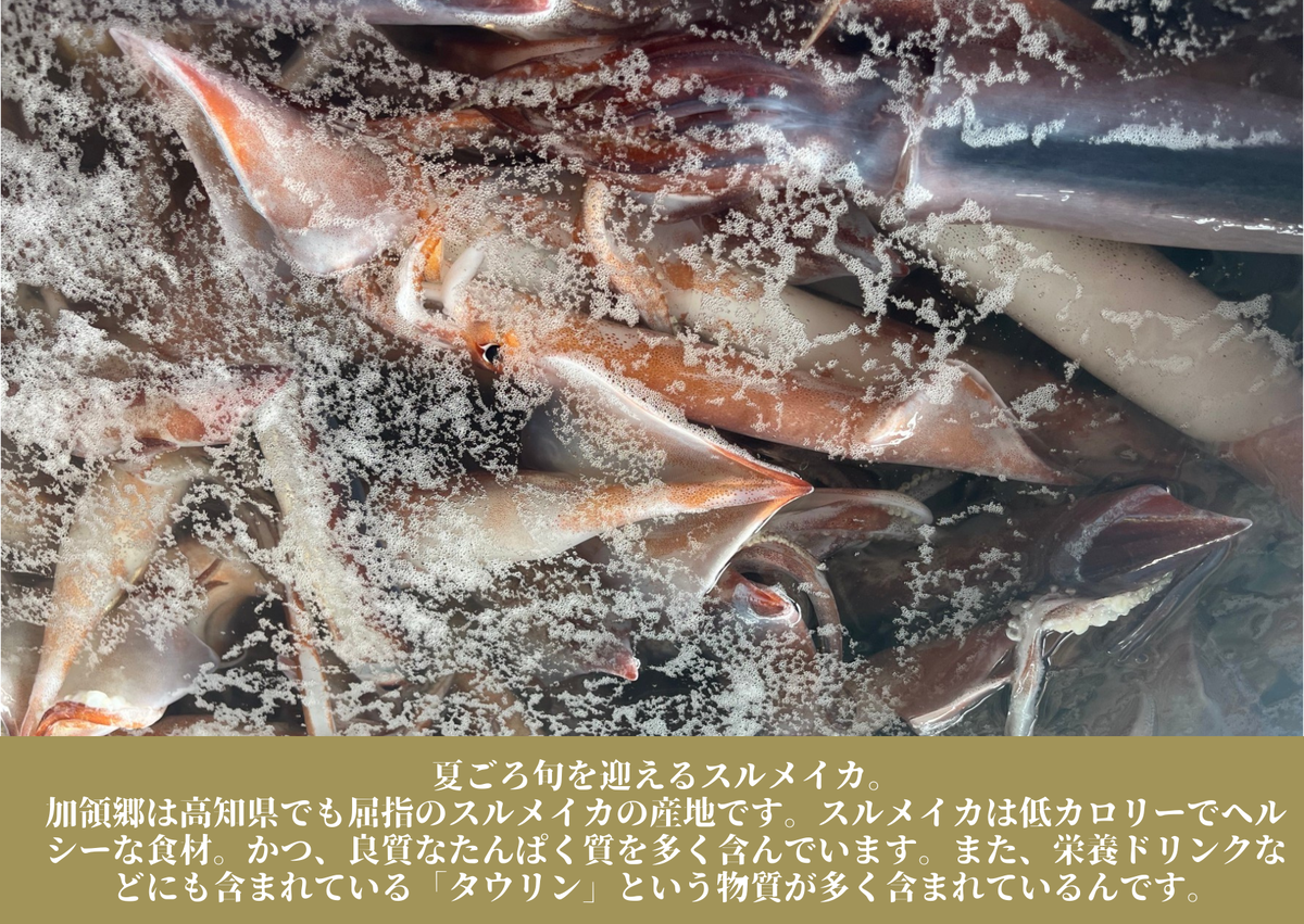 【四国一小さなまち】《カネアリ水産》 イカの一日干し５枚 スルメイカ イカ 一日干し 干物 加工食品 BBQ 肉厚 海鮮 うまみ おつまみ 酒のお供 冷凍