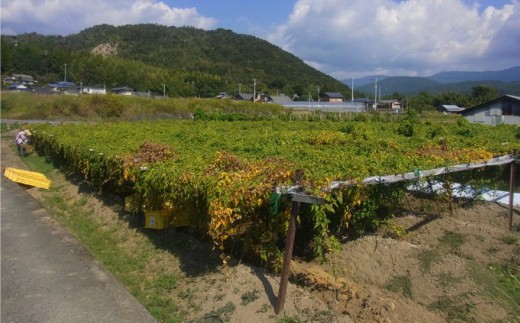 【四国一小さなまちの自然薯】★令和５年１１月下旬発送開始★ 田野町特選 『 令和５年産 自然薯 』 約 ２.２ｋｇ