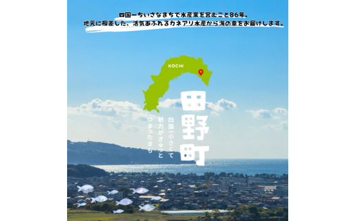 【四国一小さなまち】 《カネアリ水産》魚屋のうまいものづくし  6ヶ月定期便 （全6回）