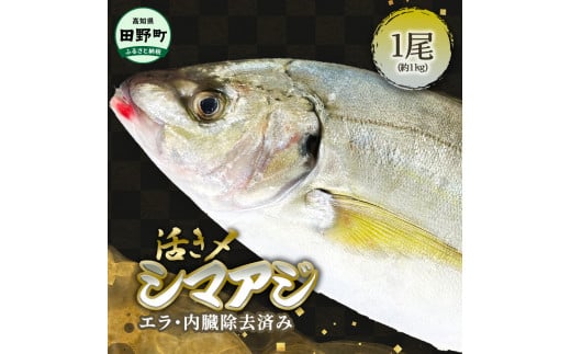 ～四国一小さなまち～ 活き〆天然縞鯵 約1kg 1尾（エラ・内臓除去済）活き締め 1キロ あじ アジ 刺身 なめろう お寿司 アジフライ 南蛮漬け 新鮮 魚 海鮮 国産 お取り寄せ 天然 おかず 和食