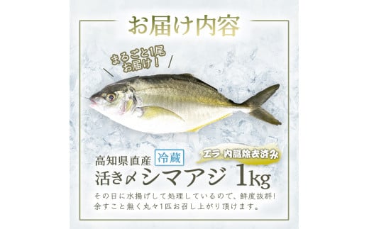 ～四国一小さなまち～ 活き〆天然縞鯵 約1kg 1尾（エラ・内臓除去済）活き締め 1キロ あじ アジ 刺身 なめろう お寿司 アジフライ 南蛮漬け 新鮮 魚 海鮮 国産 お取り寄せ 天然 おかず 和食