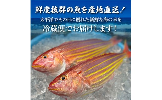 〜四国一小さなまち〜 土佐のお刺身盛り合わせ 4〜5人前程度 朝獲れ 旬 さしみ 調理済み 鮮魚 魚 魚介 海鮮 海の幸 さかな 鮮度 おまかせ お任せ お取り寄せ