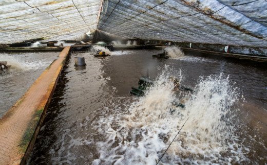 ç°éçºç£ããªãã®è²çŒã2å¹ãšå€©ç¶é®8å¹ã»ãããã¿ã¬ä»ã å±±æ€ä»ã ããªã é°» ãŠãã® è²çŒã ãã°çŒã ç¡é ãããã åœç£ ãåãå¯ã å·å é
é