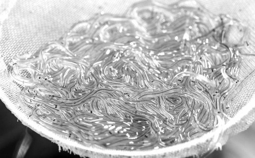 ç°éçºç£ããªãã®è²çŒã2å¹ãšå€©ç¶é®8å¹ã»ãããã¿ã¬ä»ã å±±æ€ä»ã ããªã é°» ãŠãã® è²çŒã ãã°çŒã ç¡é ãããã åœç£ ãåãå¯ã å·å é
é