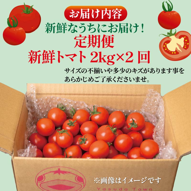 【先行受付】 安田町産 新鮮トマト 2kg 定期便 2回 採れたて 新鮮 トマト 2kg 2回 2ヶ月 定期便 農家直送 甘い 濃厚 美味しい 完熟 国産 常温 おかず 惣菜 高知県 安田町 TR-23