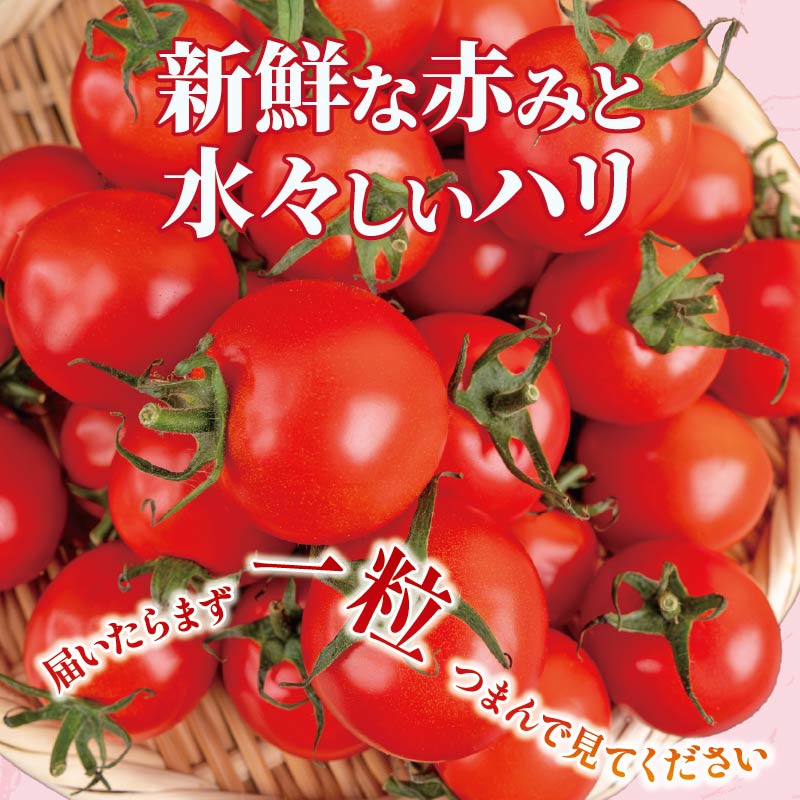 【先行受付】 安田町産 愛情たっぷり新鮮トマト1kg 先行受付  完熟 トマト 高知県産 1kg 産地直送 新鮮 もぎたて 人気 野菜 とまと 栄養 ヘルシー 高知 安田町  TR-03