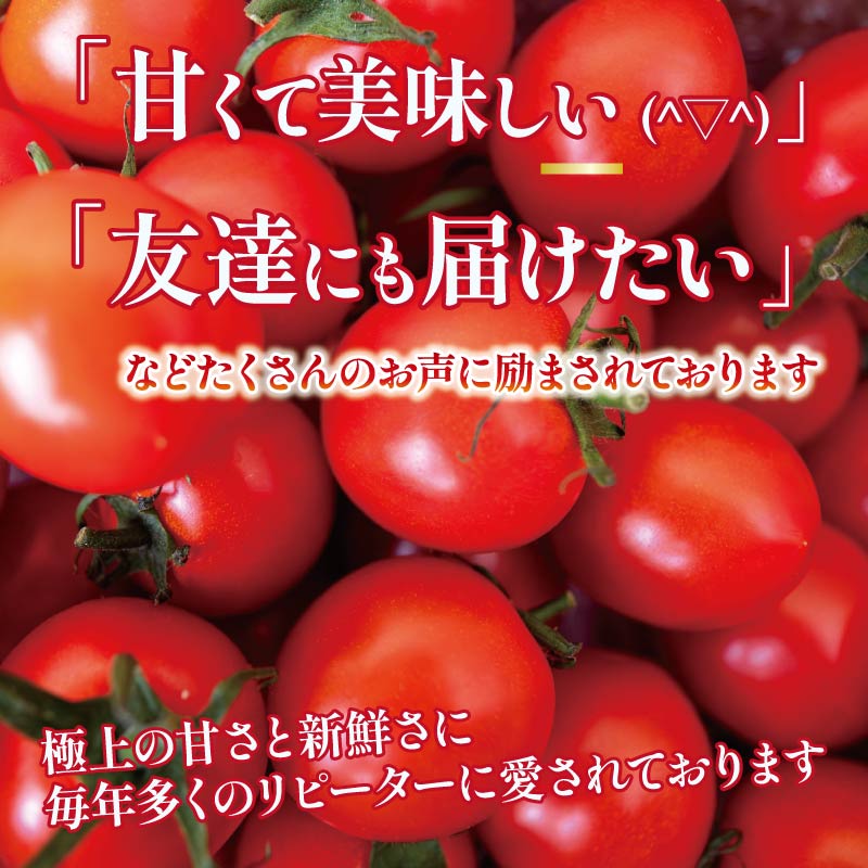 【先行受付】 安田町産 新鮮トマト 2kg 定期便 2回 採れたて 新鮮 トマト 2kg 2回 2ヶ月 定期便 農家直送 甘い 濃厚 美味しい 完熟 国産 常温 おかず 惣菜 高知県 安田町 TR-23