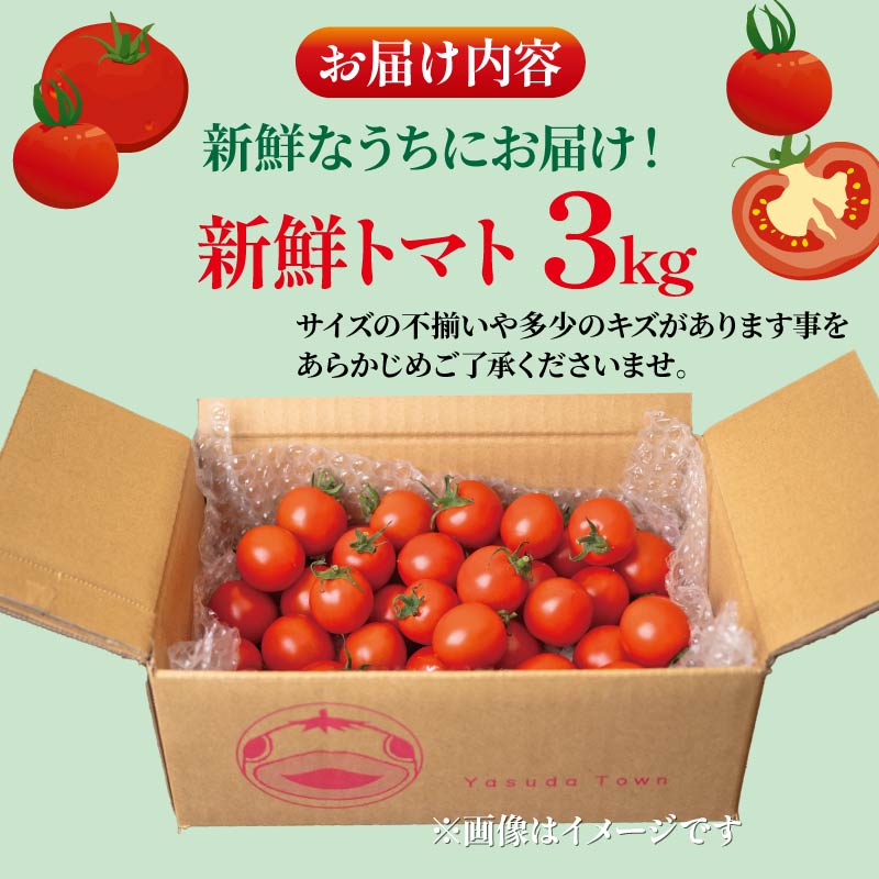 安田町産 愛情たっぷり新鮮トマト3kg 新鮮 トマト 数量限定 詰め合わせ セット 甘い 旬 野菜 3kg 3キロ 採れたて くだもの 夏野菜  ギフト ふるさと納税 高知県 安田町  TR-04