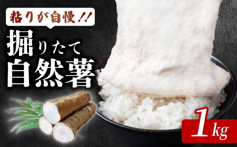 安田町産 粘りが自慢 掘りたて自然薯1kg 自然薯 1kg 国産 じねんじょ 山芋 専用箱入り 山いも やまいも 野菜 健康 とろろ 芋 簡単 常温配送 夏バテ スタミナ 栄養 おかず 米 ご飯のおとも つけ汁 そば うどん 高知 安田町 JN-04