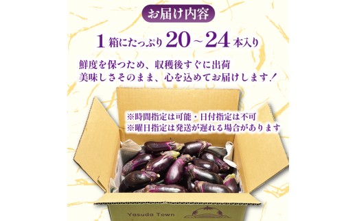 【先行受付】 収穫したその日に発送する新鮮ナス 20〜24本程度 先行受付 朝採れ ナス 大容量 20本以上 採れたて 産地直送 小分け 大人気 新鮮 旬 野菜 茄子 焼きナス 麻婆 味噌炒め 煮浸し 揚げ浸し 煮付け TR-0006