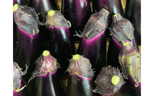 安田町の野菜 ナス トマト 少量セット 定期便 2回 定期便 野菜 トマト 150g×2袋 300g なす5本 野菜定期便 一人暮らし 晩ごはん 少量 使い切り 新鮮 国産 茄子 やさい 高知県 安田町 TR-17