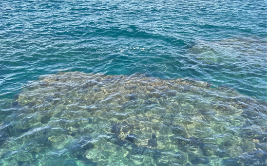 田野屋紫蘭の完全天日塩 清流安田川が育む土佐の海と太陽で育てた｢コクと余韻｣大粒100g×3個 田野屋紫蘭 塩 完全 天日塩 セット コクと余韻 大粒 100g 3袋 しお 荒塩 あら塩 食塩 詰め替え ミネラル 土佐 高知県 安田町 TN-02
