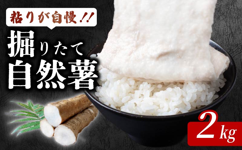 安田町産 粘りが自慢 掘りたて自然薯2kg 自然薯 2kg 国産 じねんじょ 山芋 山いも やまいも 野菜 健康 とろろ 芋 簡単 常温配送 夏バテ スタミナ 栄養 おかず 米 ご飯のおとも つけ汁 そば うどん 高知 安田町 JN-06