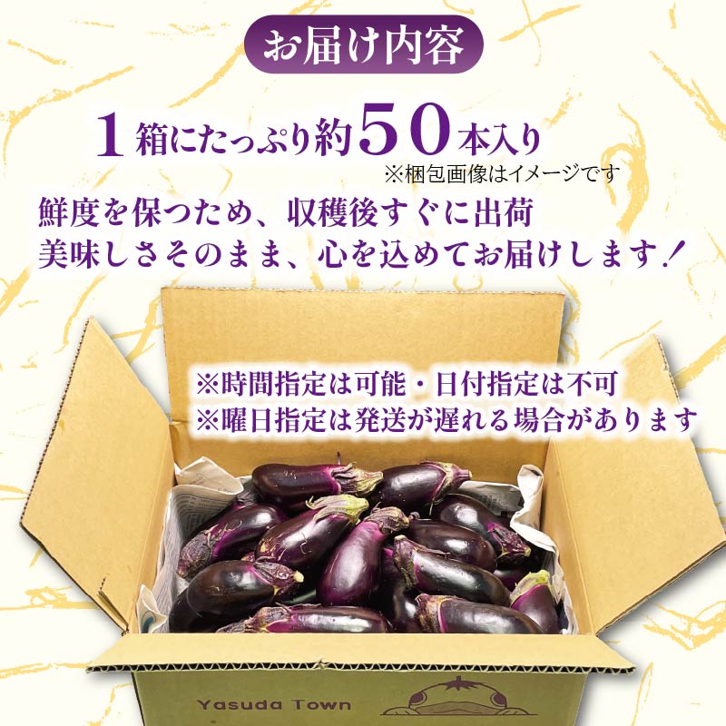 収穫したその日に発送する新鮮ナス 20～24本程度 先行受付 朝採れ ナス 大容量 20本以上 採れたて 産地直送 小分け 大人気 新鮮 旬 野菜 茄子 焼きナス 麻婆 味噌炒め 煮浸し 揚げ浸し 煮付け TR-0006