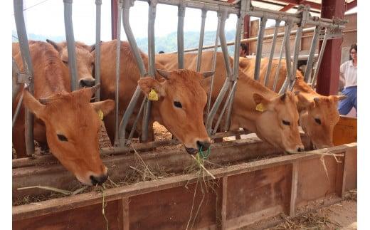 希少 土佐あかうし 定期便 5回 定期便 5回  土佐あかうし 厳選部位 牛肉  もも肉 ブロック サーロイン ステーキ しゃぶしゃぶ用 スライス カルビ 焼肉用 ローストビーフ すきやき（すき焼き）しゃぶしゃぶ 鍋 冷凍 国産 国産牛 和牛 ブランド牛 赤身 お肉 にく 高知県産 安田町  MT-13