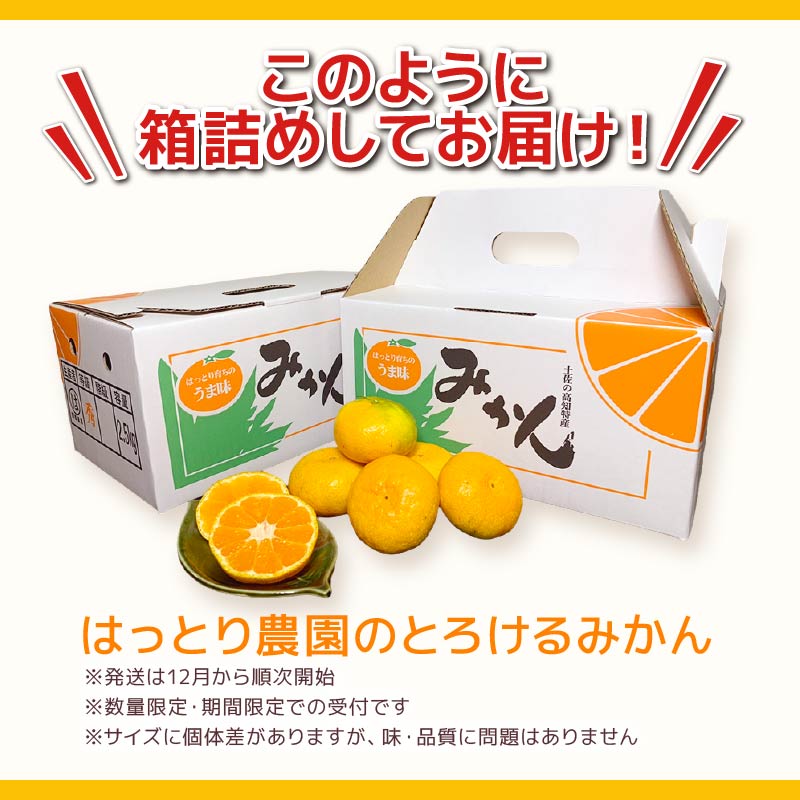 受付終了まで残り24時間！！】＜年内配送＞安田生まれはっとり育ち