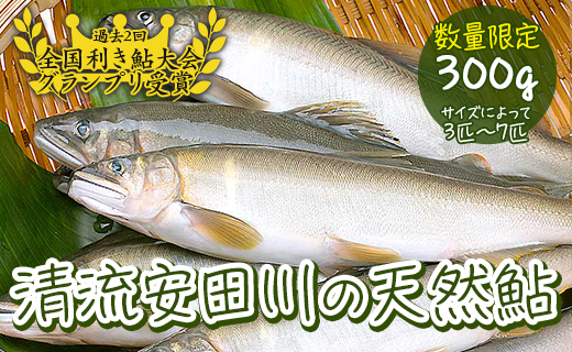 清流安田川の天然鮎（冷凍） 川魚 魚介 あゆ お取り寄せグルメ 塩焼き 甘露煮 鮎めし お中元 お歳暮  【481】