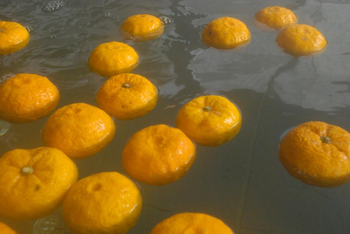 ゆず湯の素 [人気絵柄５袋（各２枚）] 乾燥柚子皮 入浴剤