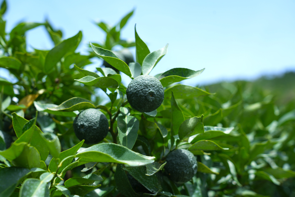 スキンケアumaji 青いゆず美容液  /30ml 美肌 保湿