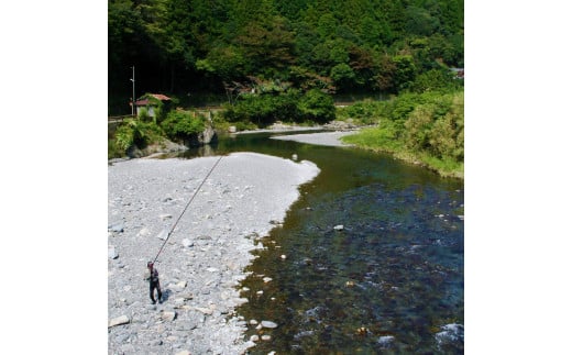 安田川 遊漁券（当日券） 高知県 馬路村 釣り 鮎 あゆ アマゴ 鰻 ウナギ 友釣り はえ縄 しゃくり釣り 安田川漁業協同組合