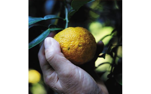  【組合長ぽん酢/360ml×1本】 ポン酢 ぽん酢 ゆずポン酢 ゆずぽん酢 調味料 ユズ 柚子 贈答用 ギフト お歳暮 お中元 母の日 父の日 敬老の日 のし 熨斗 有機 オーガニック ドレッシング 鍋 水炊き 高知県馬路村